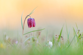 Schachblume im letzten Licht/12921827