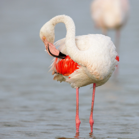 Rosaflamingo/12921983