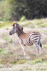 Steppenzebra/12921985