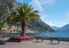 Palme am Seeufer Limone sul Garda/12921987
