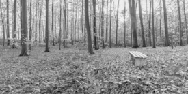 RUHEPOL im BLÄTTERWALD  /12922477