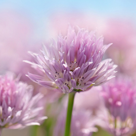 Schnittlauchblüte/12922729