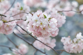 Kirschblüte/12922751