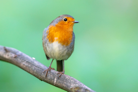 Rotkehlchen/12922878