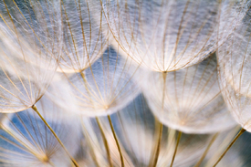 Lichtfänger/12922992