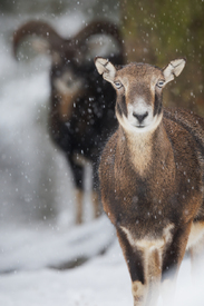 Europäische Mufflons im Schneetreiben/12923002