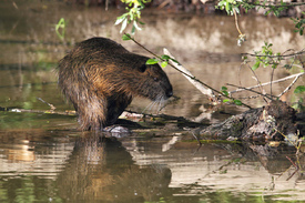 Nutria/12923978
