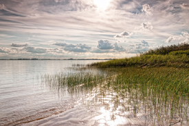 Sommerlicht an der Elbe/12924467