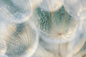 Lichtfänger IV/12924633