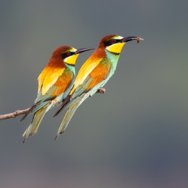 Zwei Bienenfresser/12924643