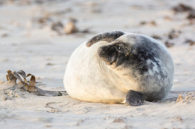 Wer kommt denn da/12924658