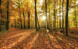 Herbststrahlen/12924821