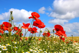 Fröhlicher Sommer/12924942