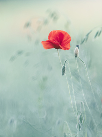 Mohnblüte II/12925238