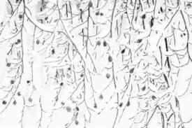 Wintervorhang in schwarz-weiß/12925249