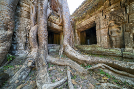 Wo Wurzeln die Zeit umarmen/12926210