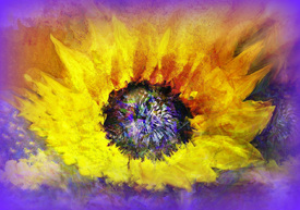 Blütenzauber/12926467