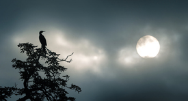 Silhouette eines Vogels vor dramatischen Wolken/12926632