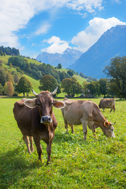 Schweizer Almidylle/12927314