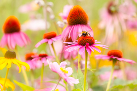 Hummel im Glück - Sommerblumen/12928813