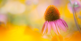 Sonnenhut - Echinacea/12928824