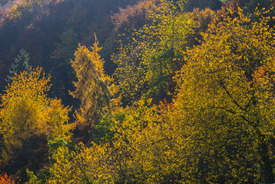 Herbstfeuer über dem Ahrtal/12929709