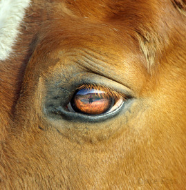 Im Auge des Objekts /12930211