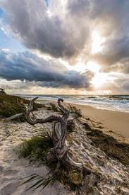 Darsser Weststrand - Darss - bei Prerow - Ostsee/12936364