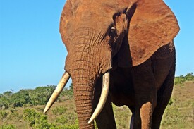 Addo Elefanten Bulle/12936469