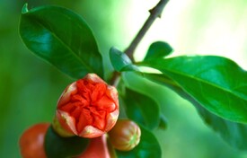 Granatapfelblüte/12936470