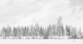 winter trees/12936484