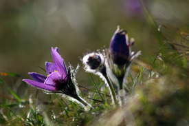 Küchenschelle/12940354