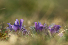 Küchenschellen /12940356