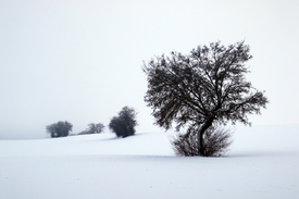 Winterbaum/12940360