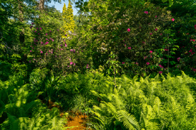 Es grünt am roten Bach im Rombergpark/12940712