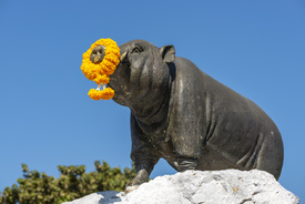 Die leise Würde des Saha Chat/12940944