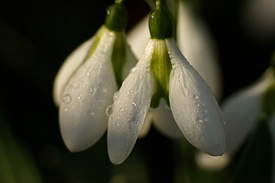 Winterglöckchen/12942104