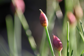 Schnittlauch/12942353