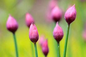 Schnittlauch/12942354