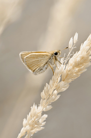 Dickkopffalter/12942849