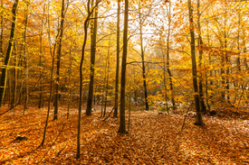 Licht im Blätterwald/12942850