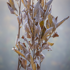 BLATTWERK II/12943616