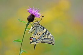 Schwalbenschwanz/12948173