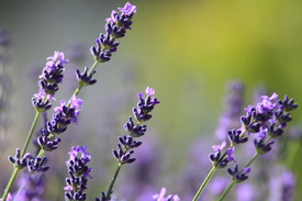 Lavendel/12948298