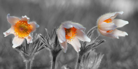 Küchenschellen /12948299