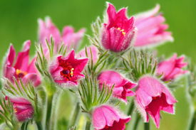 Küchenschellen /12948300