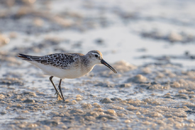 Sichelstrandläufer/12948582