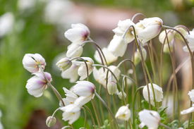 Weiße Anemonen/12948652