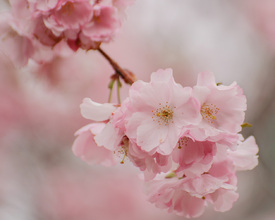 Frühlingsblüten/12950016