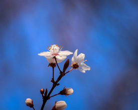 Im Licht des Frühlings/12950018